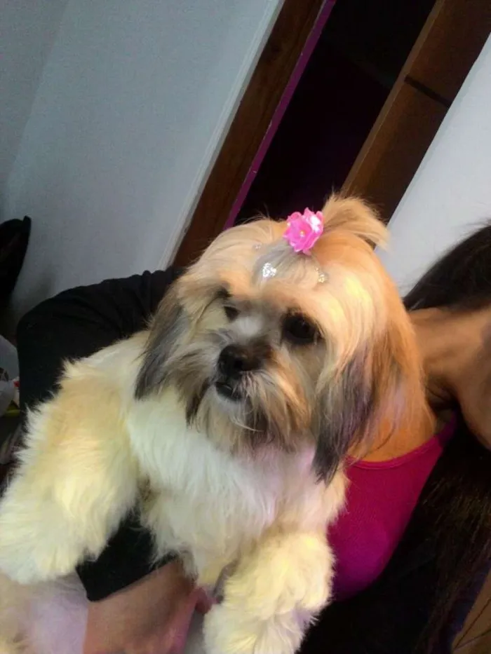 Cachorro ra a LHASA idade 2 anos nome BELLA