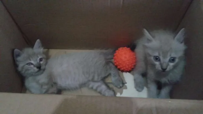 Gato raça SRD idade Abaixo de 2 meses nome Sem nome