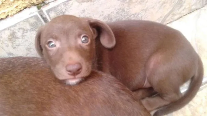 Cachorro ra a SRD idade 2 a 6 meses nome Hulk e Dara