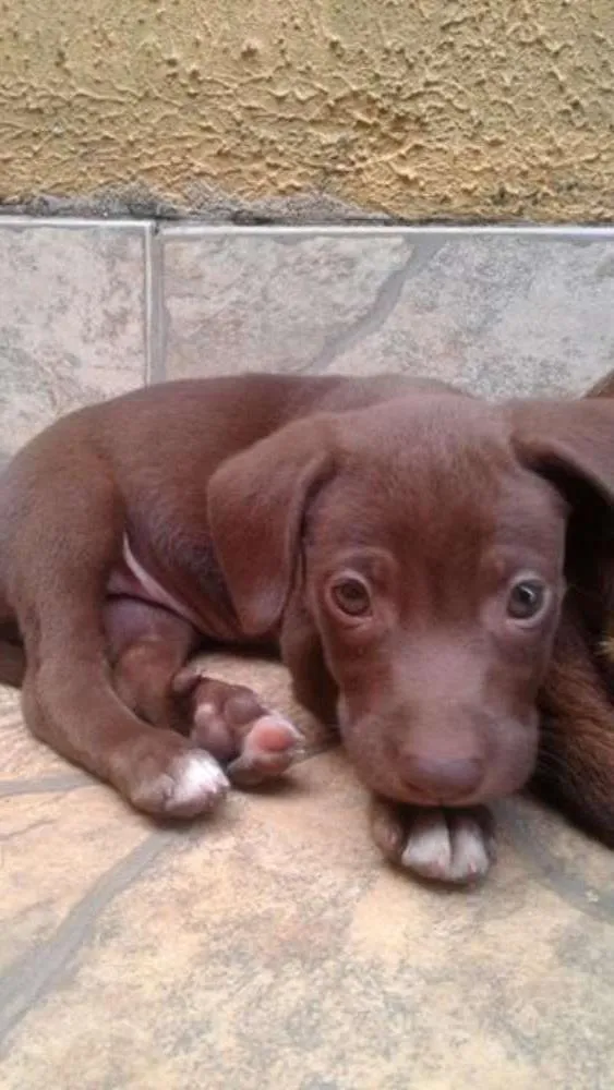 Cachorro ra a SRD idade 2 a 6 meses nome Hulk e Dara