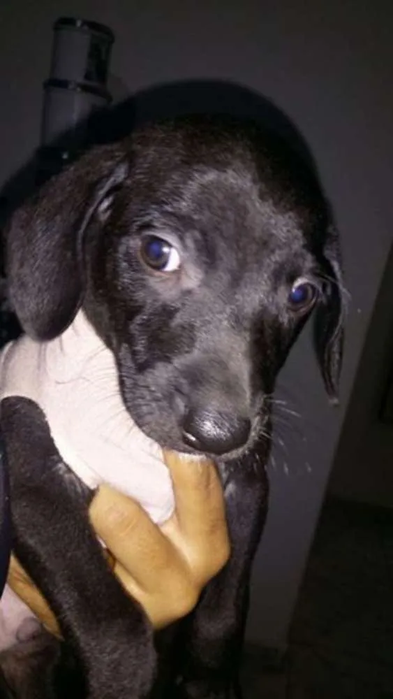 Cachorro ra a SRD idade 2 a 6 meses nome Hulk e Dara