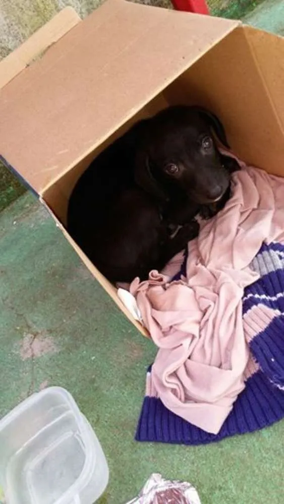 Cachorro ra a SRD idade 2 a 6 meses nome Hulk e Dara