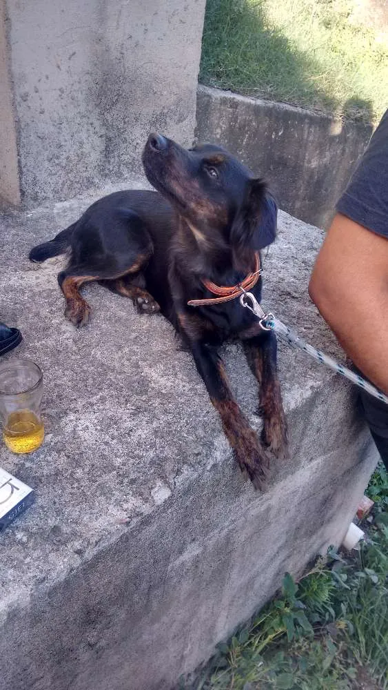 Cachorro ra a Viralata idade 7 a 11 meses nome Dara