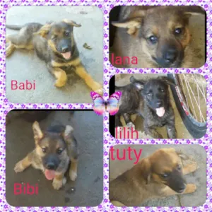 Cachorro raça Mix pastor  idade Abaixo de 2 meses nome Lana,lilih,tuty,Bib,