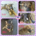 Lana,lilih,tuty,Bib,