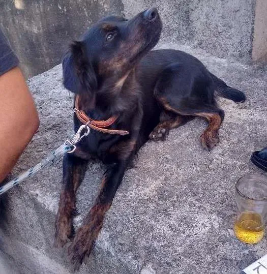 Cachorro ra a Viralata idade 7 a 11 meses nome Dara