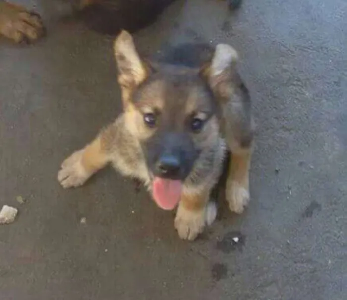 Cachorro ra a Mix pastor  idade Abaixo de 2 meses nome Lana,lilih,tuty,Bib,