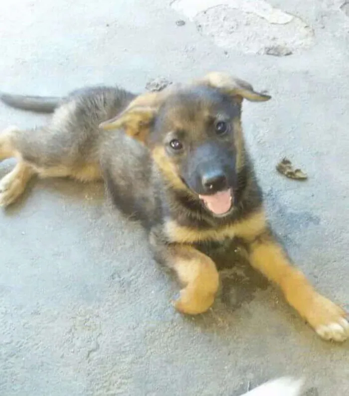 Cachorro ra a Mix pastor  idade Abaixo de 2 meses nome Lana,lilih,tuty,Bib,