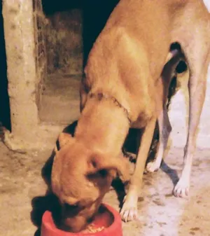 Cachorro raça Não sei idade  nome Sansão 