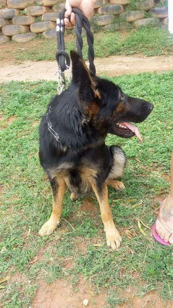 Cachorro ra a Mix pastor  idade Abaixo de 2 meses nome Lana,lilih,tuty,Bib,