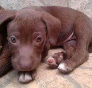 Cachorro raça SRD idade 2 a 6 meses nome Hulk e Dara