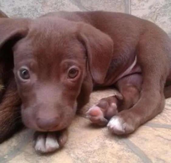 Cachorro ra a SRD idade 2 a 6 meses nome Hulk e Dara