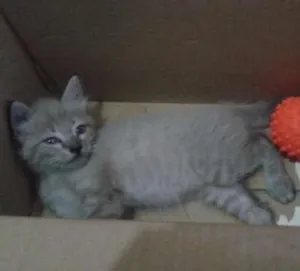 Gato raça SRD idade Abaixo de 2 meses nome Sem nome