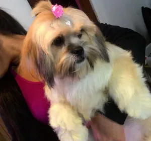 Cachorro raça LHASA idade 2 anos nome BELLA