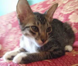 Gato raça Normal idade 2 a 6 meses nome Branquinha