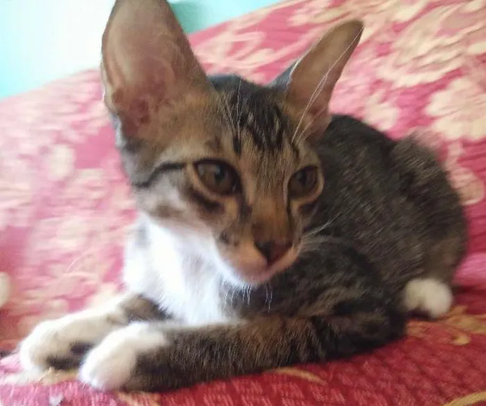 Gato ra a Normal idade 2 a 6 meses nome Branquinha