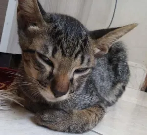 Gato raça Normal idade 2 a 6 meses nome Bigode
