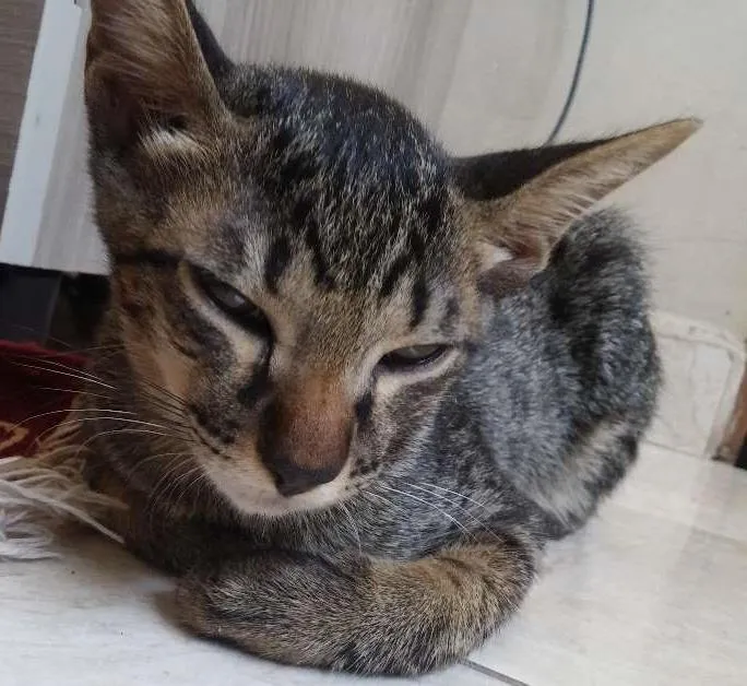 Gato ra a Normal idade 2 a 6 meses nome Bigode