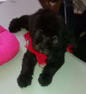 Cachorro raça SRD idade 2 a 6 meses nome PÉROLA