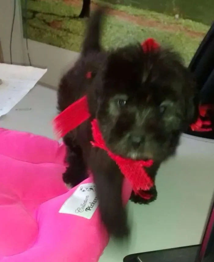 Cachorro ra a SRD idade 2 a 6 meses nome PÉROLA