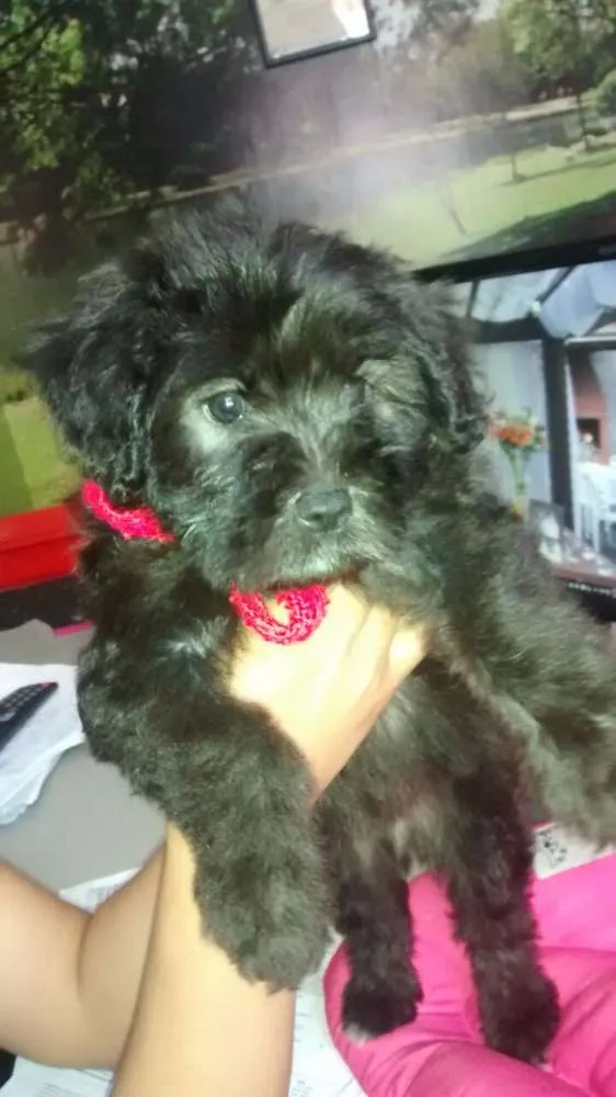 Cachorro ra a SRD idade 2 a 6 meses nome PÉROLA