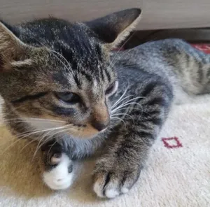 Gato raça Normal idade 2 a 6 meses nome Tigrinha