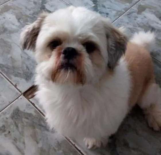 Cachorro ra a SHIT ZU idade 5 anos nome BOBY