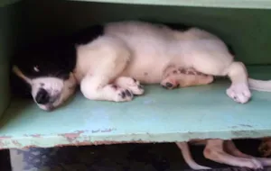Cachorro raça mista idade 2 a 6 meses nome pequenos