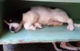pequenos