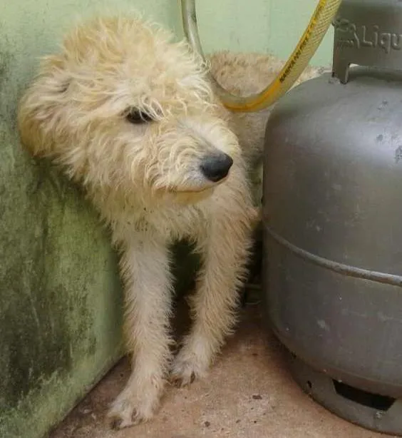 Cachorro ra a SRD idade 3 anos nome princesa e ambrosinh