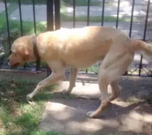 Cachorro raça Labrador e Mestiço idade 2 anos nome Thor e Jonas