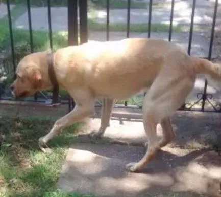 Cachorro ra a Labrador e Mestiço idade 2 anos nome Thor e Jonas