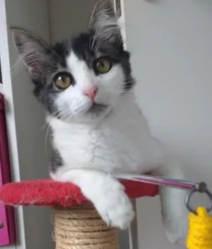 Gato raça RND idade 2 a 6 meses nome Fish