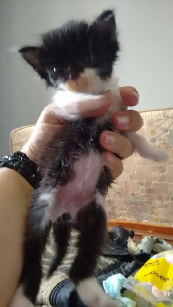 Gato ra a sem raça definida idade Abaixo de 2 meses nome Pta e bca