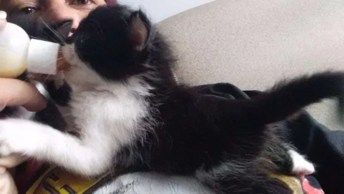 Gato ra a sem raça definida idade Abaixo de 2 meses nome Pta e bca