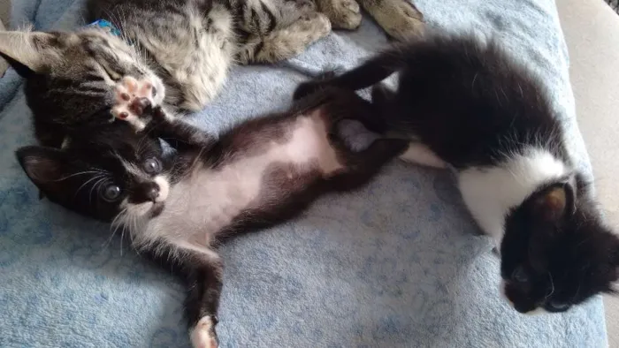 Gato ra a sem raça definida idade Abaixo de 2 meses nome Pta e bca