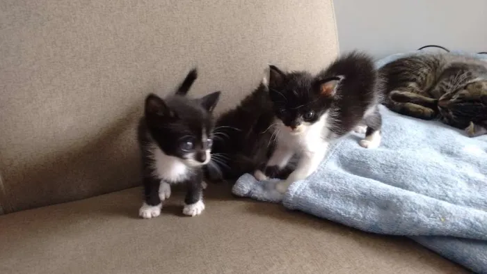 Gato ra a sem raça definida idade Abaixo de 2 meses nome Pta e bca