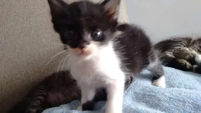 Gato ra a sem raça definida idade Abaixo de 2 meses nome Pta e bca