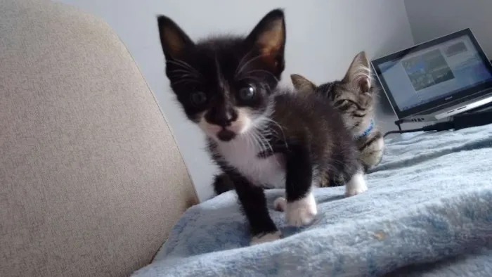 Gato ra a sem raça definida idade Abaixo de 2 meses nome Pta e bca