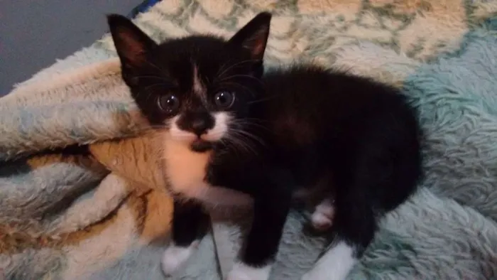 Gato ra a sem raça definida idade Abaixo de 2 meses nome Pta e bca