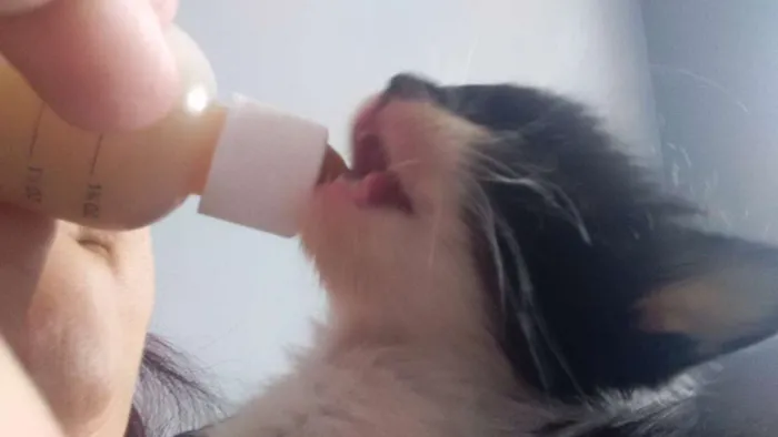 Gato ra a sem raça definida idade Abaixo de 2 meses nome Pta e bca