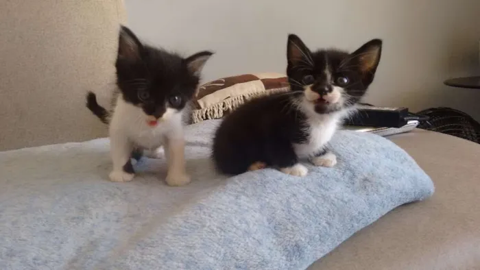 Gato ra a sem raça definida idade Abaixo de 2 meses nome Pta e bca