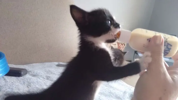Gato ra a sem raça definida idade Abaixo de 2 meses nome Pta e bca