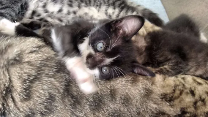 Gato ra a sem raça definida idade Abaixo de 2 meses nome Pta e bca