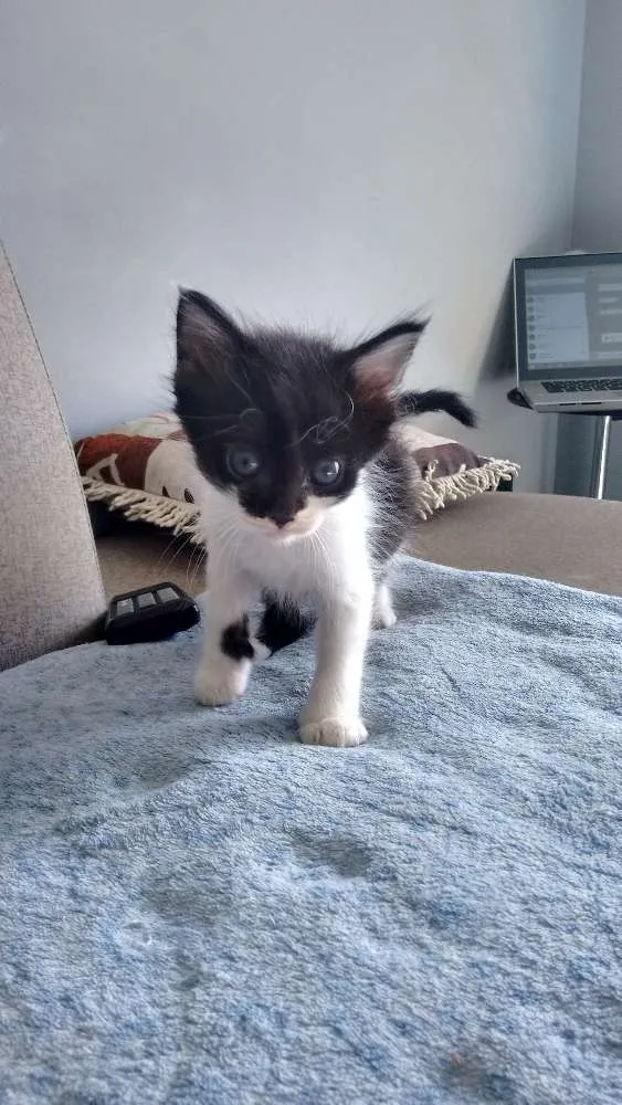 Gato ra a sem raça definida idade Abaixo de 2 meses nome Pta e bca