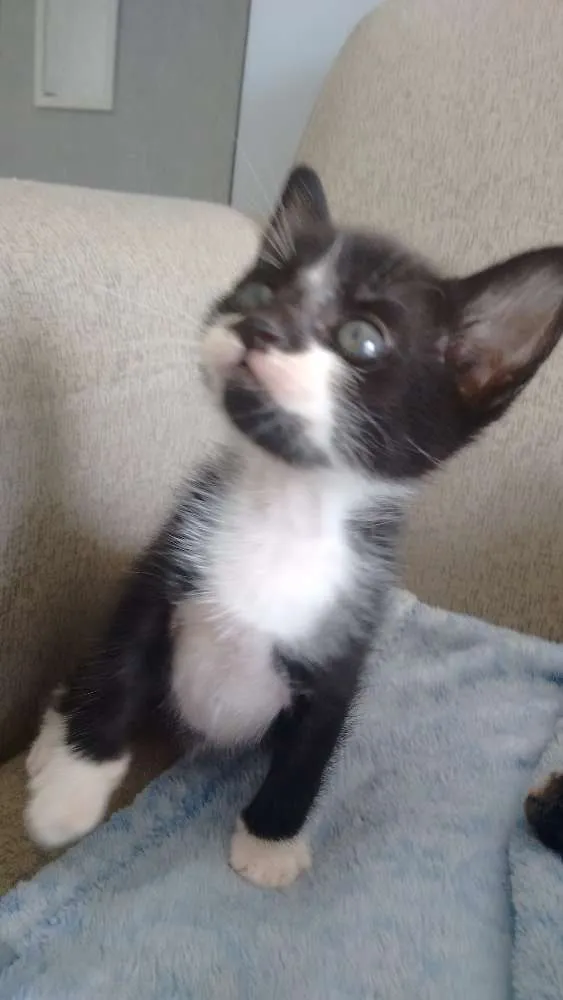 Gato ra a sem raça definida idade Abaixo de 2 meses nome Pta e bca