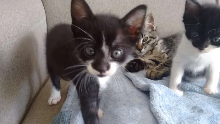 Gato ra a sem raça definida idade Abaixo de 2 meses nome Pta e bca