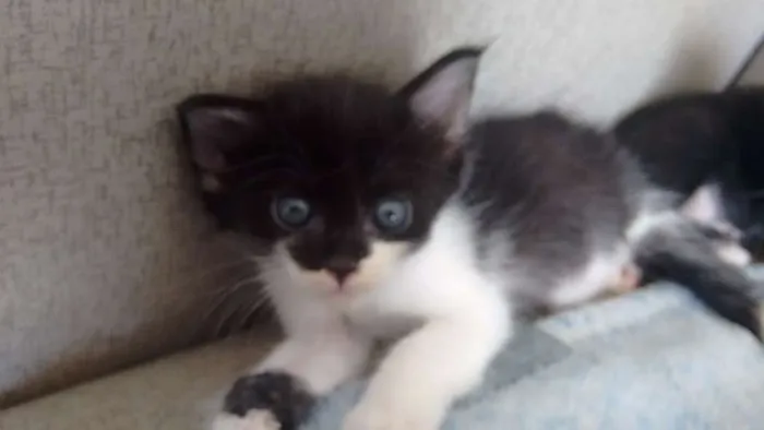 Gato ra a sem raça definida idade Abaixo de 2 meses nome Pta e bca