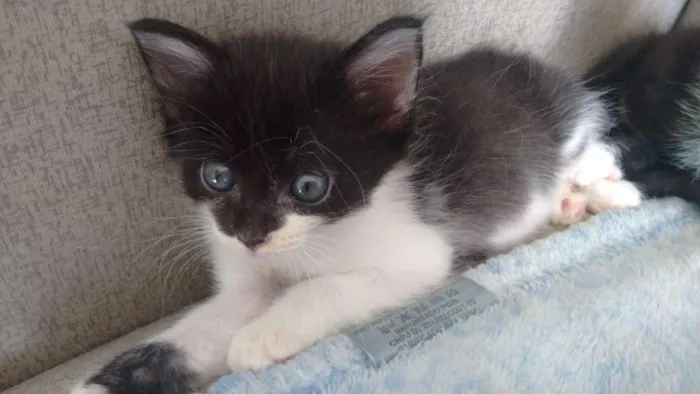 Gato ra a sem raça definida idade Abaixo de 2 meses nome Pta e bca