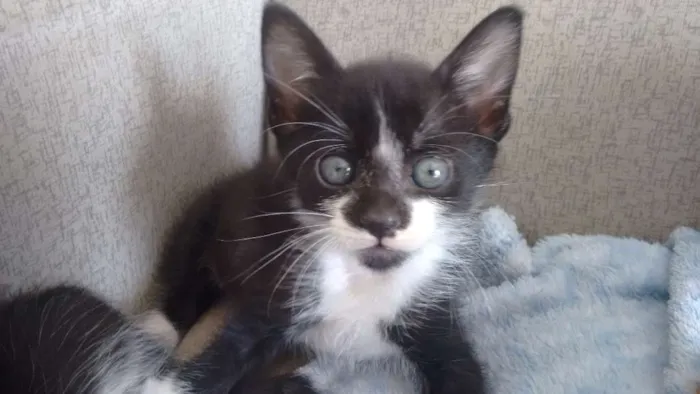 Gato ra a sem raça definida idade Abaixo de 2 meses nome Pta e bca